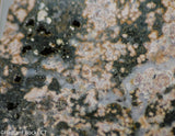 Madagascar Ocean Jasper Lapidary Cabochon slab 12.2 oz (340 grams)