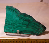 Congo Malachite lapidary  face cut slab 15.6 oz (445 grams) - radiantrocksct