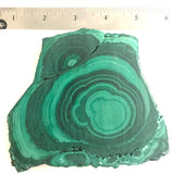Congo Malachite lapidary slab 15.8 oz (455 grams) - radiantrocksct