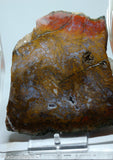 Maury Mountain Moss Agate Lapidary slab  -  Radiant Rocks CT