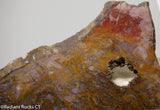 Maury Mountain Moss Agate Lapidary slab weighing 11.2 oz (320 grams) .