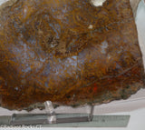 Maury Mountain Moss Agate Lapidary slab weighing 11.2 oz (320 grams) .