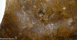 Maury Mountain Moss Agate Lapidary slab weighing 11.2 oz (320 grams) .