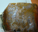 Maury Mountain Moss Agate Lapidary slab weighing 12.0 oz (340 grams).