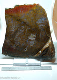 Maury Mountain Moss Agate Lapidary slab  -  Radiant Rocks CT