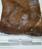 Maury Mountain Moss Agate Lapidary slab  -  Radiant Rocks CT