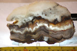 Crazy Lace Agate Lapidary Slab 7.6 oz (215 grams) - radiantrocksct