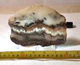 Crazy Lace Agate Lapidary Slab 9.6 oz (270 grams) - radiantrocksct