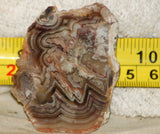 Crazy Lace agate  face cut slab 1.4 oz  (40 grams). Great  patterns - radiantrocksct