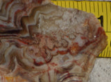Crazy Lace agate  face cut slab 1.4 oz  (40 grams). Great  patterns - radiantrocksct