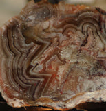 Crazy Lace agate  face cut slab 1.4 oz  (40 grams). Great  patterns - radiantrocksct