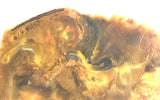 Namibian Pietersite Gold lapidary heel slab 1.6 oz  (50 grams) - radiantrocksct