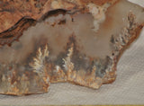 Northridge Plume Agate lapidary  slab 6.8 oz (195 grams) - radiantrocksct
