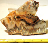 Northridge Plume Agate lapidary  slab 6.8 oz (195 grams) - radiantrocksct