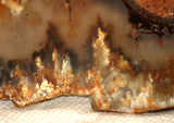 Northridge Plume Agate lapidary  slab 6.8 oz (195 grams) - radiantrocksct