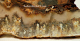 Northridge Plume Agate lapidary  slab 6.0 oz (170 grams) - radiantrocksct