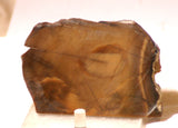 Bruneau Jasper Lapidary Cabochon Slab 3.8 oz (100 grams) olive colored - radiantrocksct