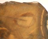 Bruneau Jasper Lapidary Cabochon Slab 3.8 oz (100 grams) olive colored - radiantrocksct