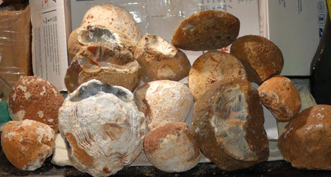 Brazilian Piranha Banded Agate 15 pieces ~25.5 lbs Flat Rate box - radiantrocksct