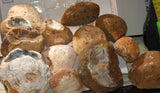 Brazilian Piranha Banded Agate 15 pieces ~25.5 lbs Flat Rate box - radiantrocksct
