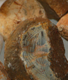 Brazilian Piranha Banded Agate 15 pieces ~25.5 lbs Flat Rate box - radiantrocksct
