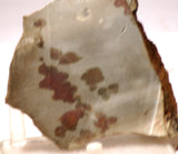 Polka Dot Jasper Agate slab 3.6 oz 100 grams - radiantrocksct