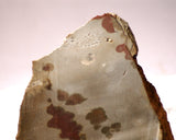 Polka Dot Jasper Agate slab 3.6 oz 100 grams - radiantrocksct