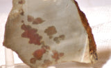 Polka Dot Jasper Agate slab 3.6 oz 100 grams - radiantrocksct