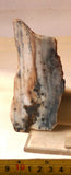 Polka Dot Jasper Agate slab 2.0 oz 60 grams - radiantrocksct