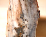 Polka Dot Jasper Agate slab 2.0 oz 60 grams - radiantrocksct