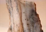 Polka Dot Jasper Agate slab 2.0 oz 60 grams - radiantrocksct