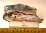 Polka Dot Jasper Agate slab 2.0 oz 60 grams - radiantrocksct
