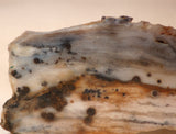 Polka Dot Jasper Agate slab 2.0 oz 60 grams - radiantrocksct