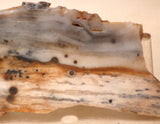 Polka Dot Jasper Agate slab 2.0 oz 60 grams - radiantrocksct
