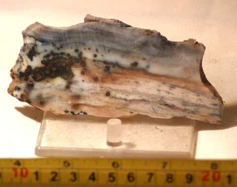 Polka Dot Jasper Agate slab 3.2 oz 90 grams - radiantrocksct