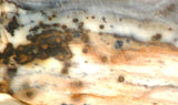 Polka Dot Jasper Agate slab 3.2 oz 90 grams - radiantrocksct