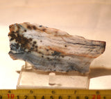 Polka Dot Jasper Agate slab 3.2 oz 90 grams - radiantrocksct