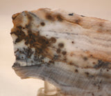 Polka Dot Jasper Agate slab 3.2 oz 90 grams - radiantrocksct