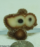 Polished Stalagmite Slice - Radiant Rocks CT