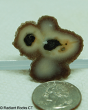 Polished Stalagmite Slice - Radiant Rocks CT