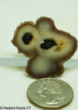 Polished Stalagmite Slice - Radiant Rocks CT