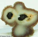 Polished Stalagmite Slice - Radiant Rocks CT