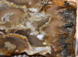 Northridge Plume Agate 3.8 oz  lapidary slab great plumes and agate - radiantrocksct