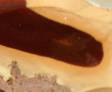 Bruneau Jasper Lapidary Cabochon Slab 0.6 oz light and dark contrasts - radiantrocksct