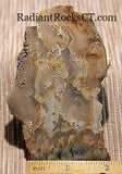Northridge Plume Agate 3.8 oz  lapidary slab great plumes and agate - radiantrocksct