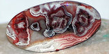 Red Crazy Lace Agate Cabochon 36 carats - radiantrocksct
