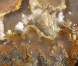 Northridge Plume Agate 3.8 oz  lapidary slab great plumes and agate - radiantrocksct