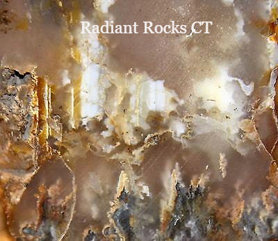 Northridge Plume Agate 3.2 oz  lapidary slab great plumes and agate - radiantrocksct