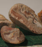 Australian Wave Hill agate 6.2 oz 5 lapidary nodules (175 grams) - radiantrocksct