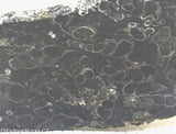 Wyoming Turritella Lapidary Slab  - Radiant Rocks CT